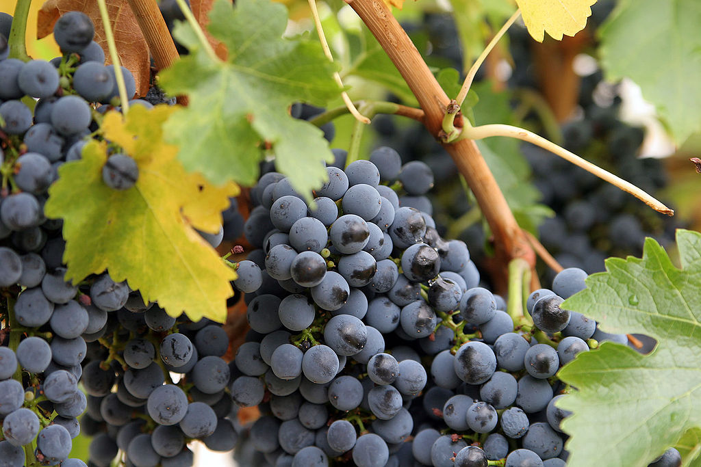Vollherbst Weintrauben reif