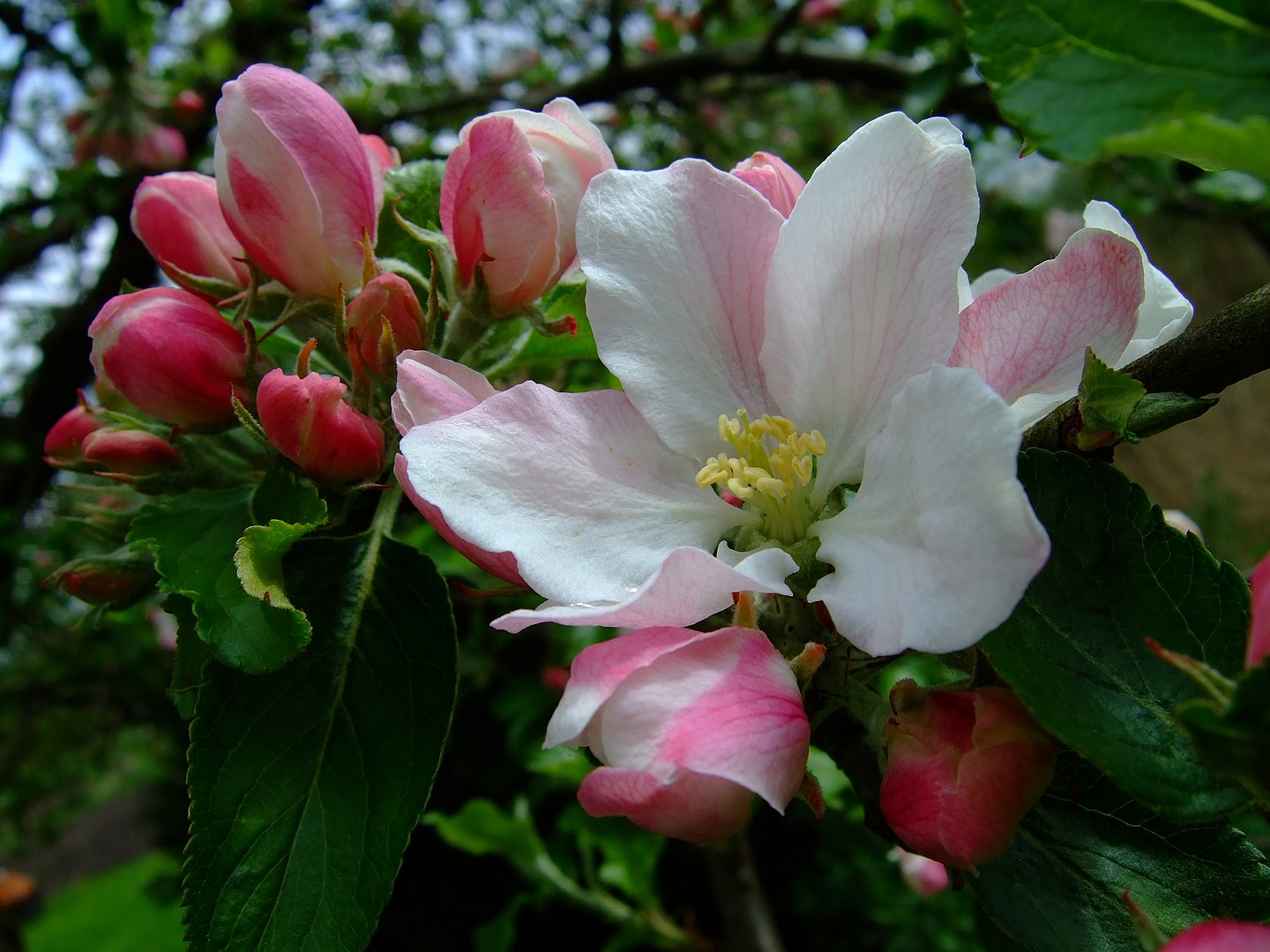 Vollfrühling Apfelblüte