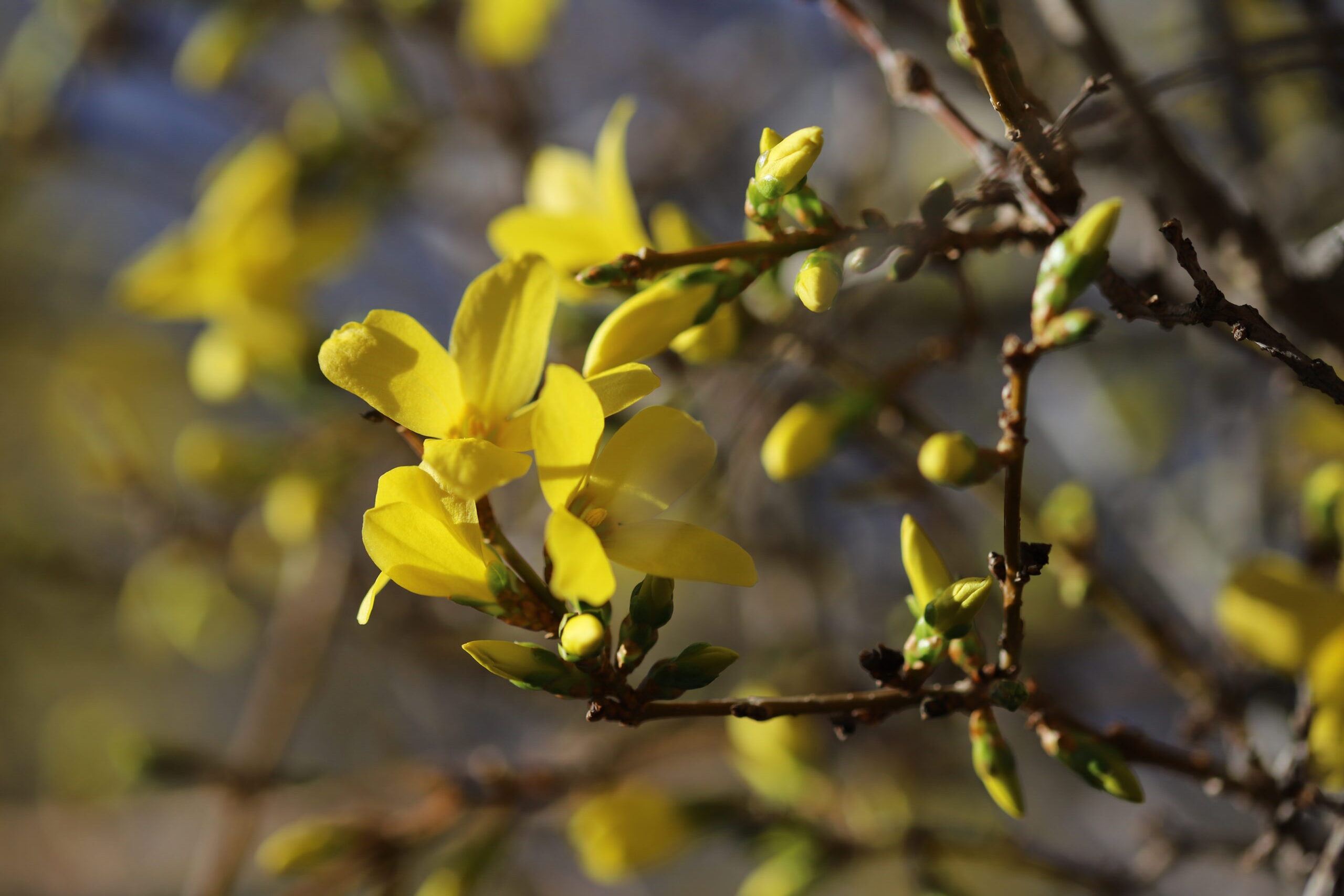 Erstfrühling Forsythie Blüte