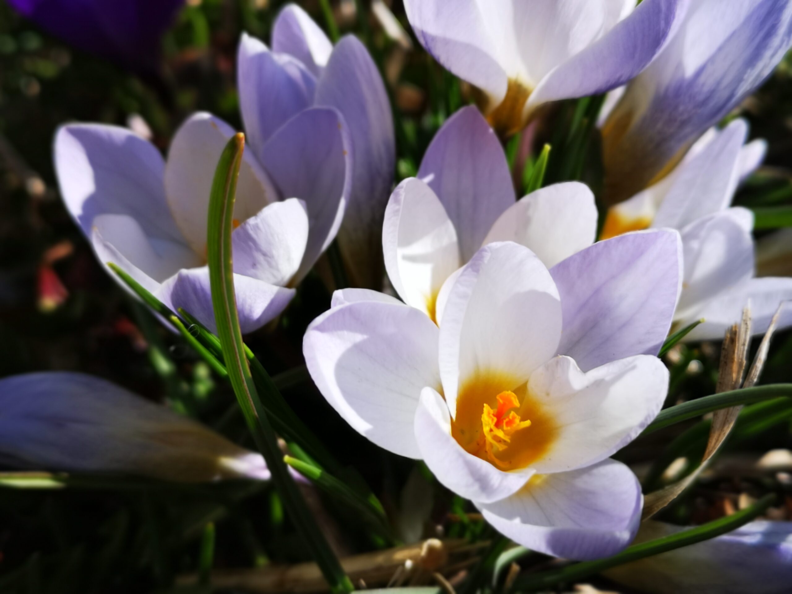 Vorfrühling Krokusse Blühen