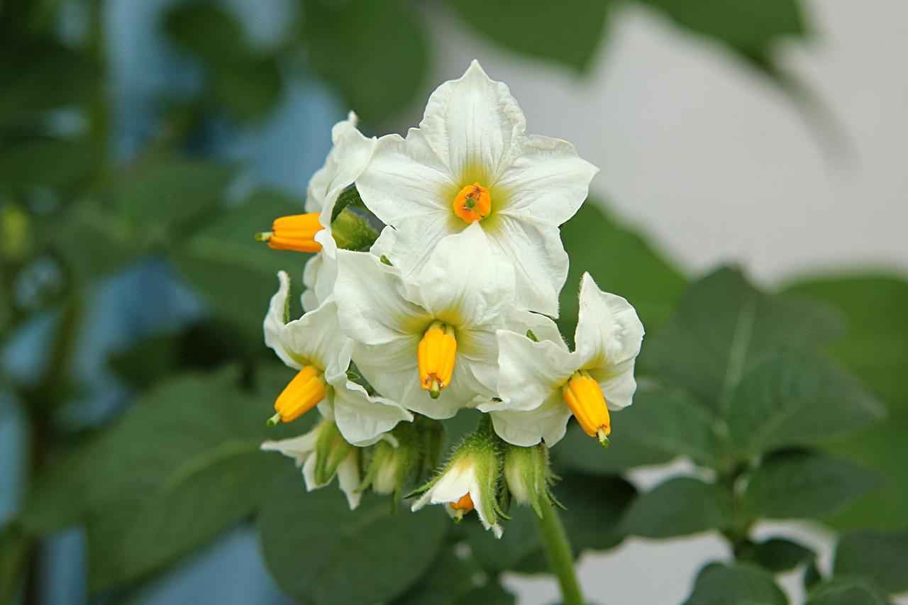 Hochsommer Kartoffelblüte
