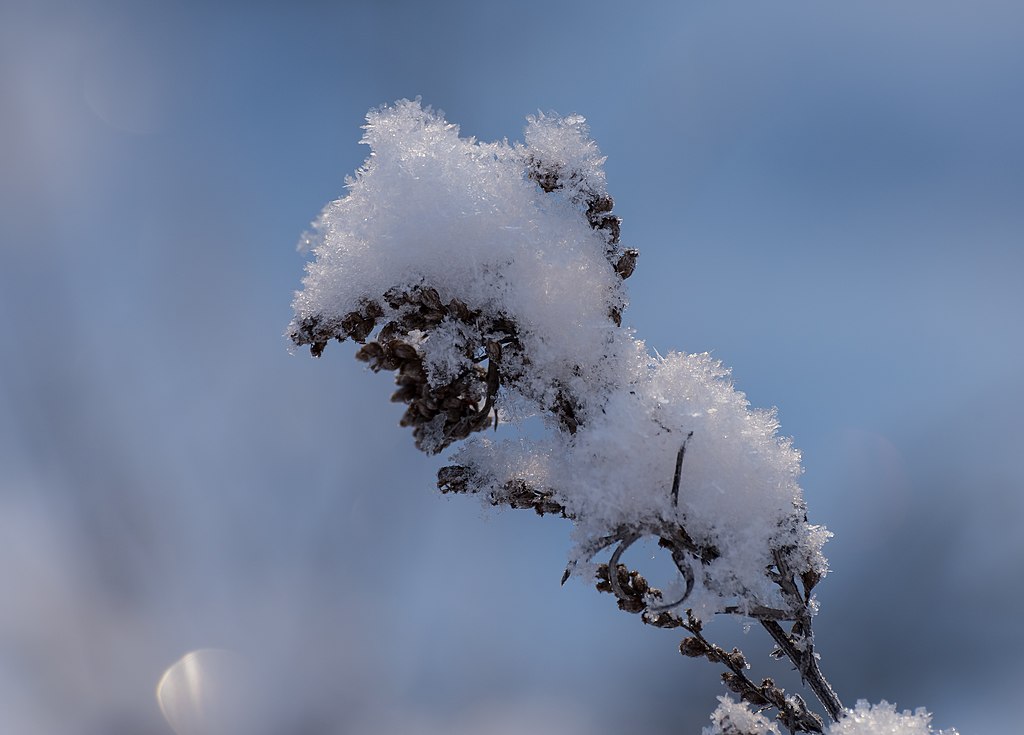 Winter Garten